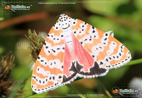 Ornate Bella Moth - photo 2