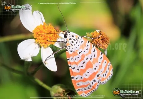 Ornate Bella Moth - photo 4