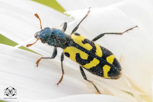 Ornate Checkered Beetle