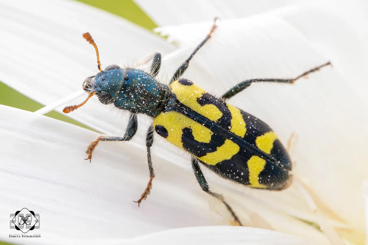 Ornate Checkered Beetle - photo 3