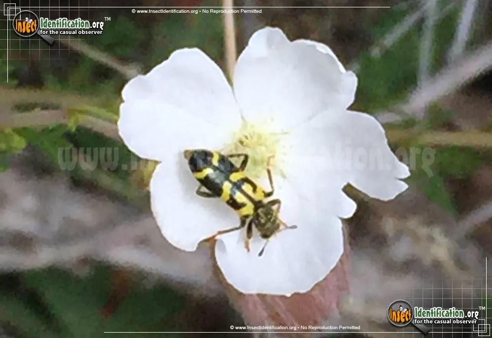 Ornate Checkered Beetle - photo 5