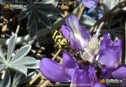 Ornate Checkered Beetle - photo 7