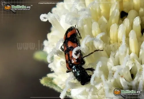 Ornate Checkered Beetle - photo 8