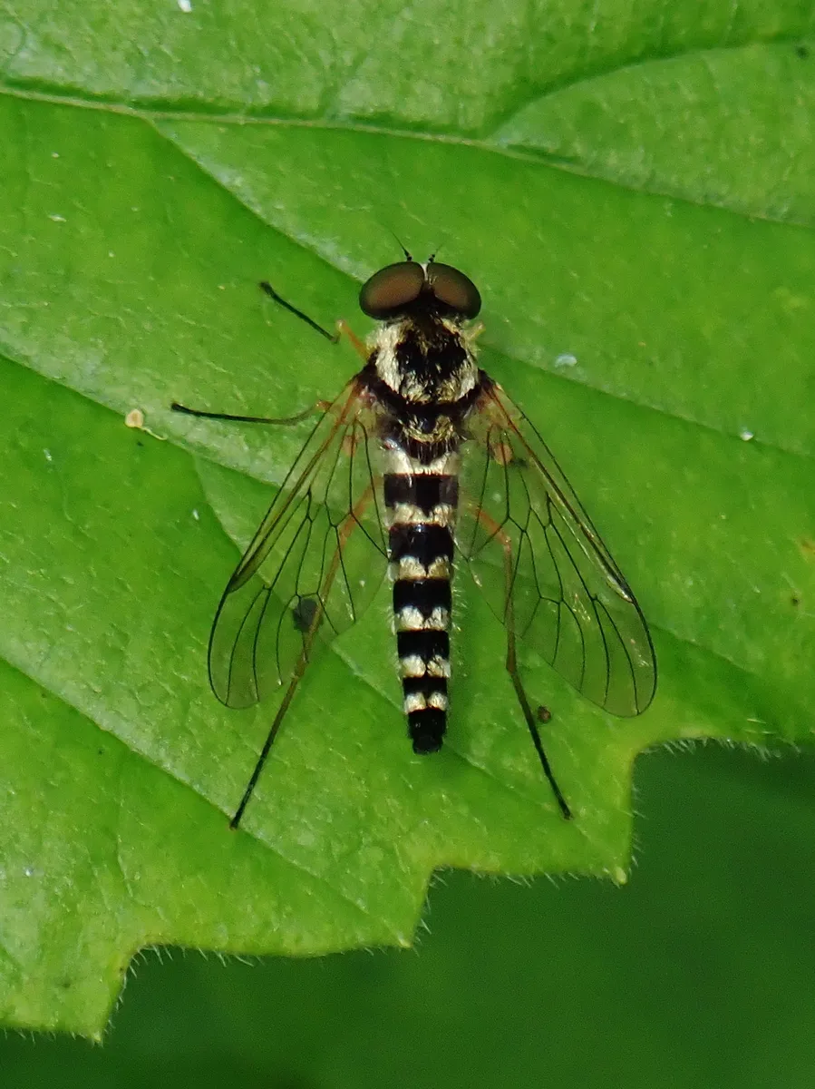 Ornate Snipe Fly - photo 3