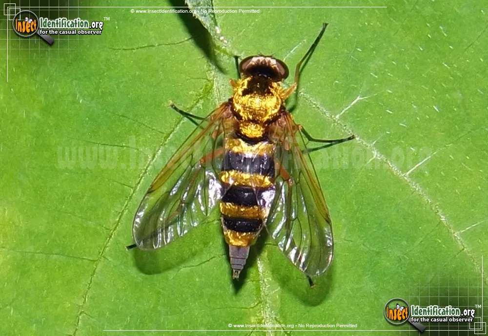 Ornate Snipe Fly - photo 4