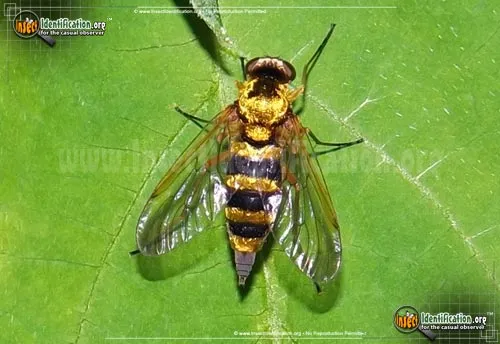 Ornate Snipe Fly - photo 5