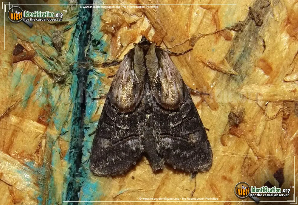 Oval Abrostola Moth