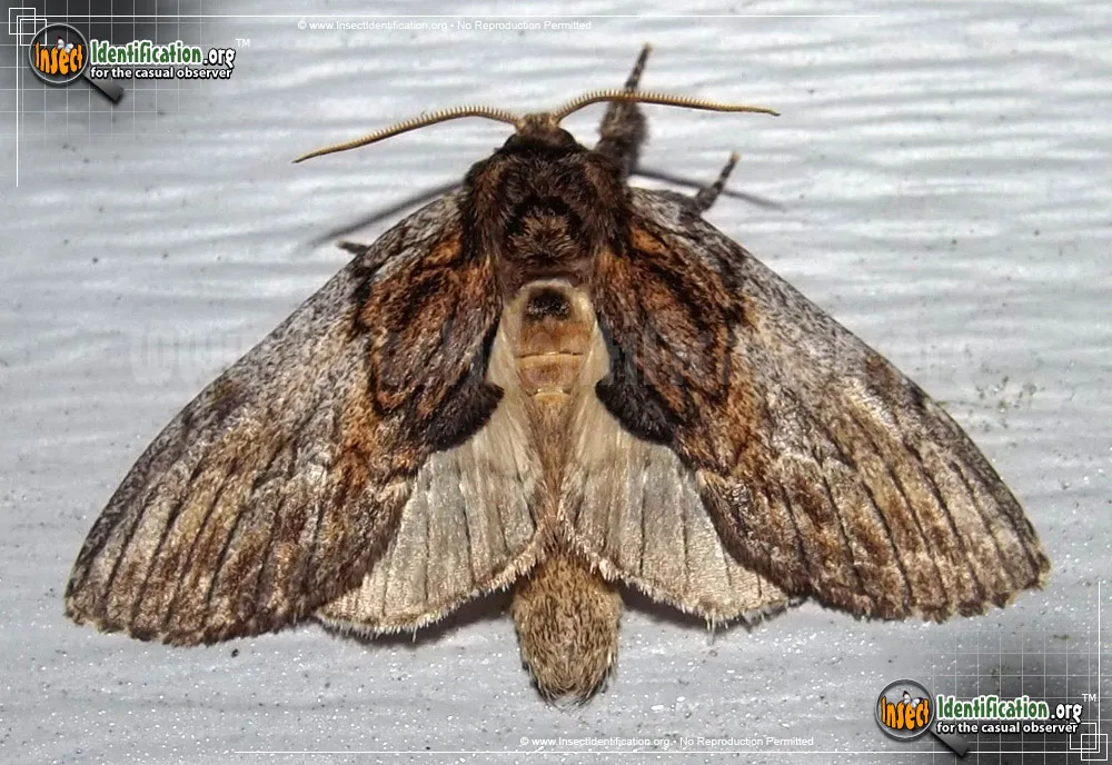 Oval-based Prominent Moth - Peridea basitriens