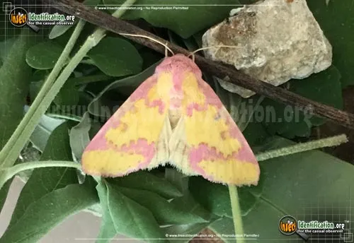 Owlet Moth - photo 2