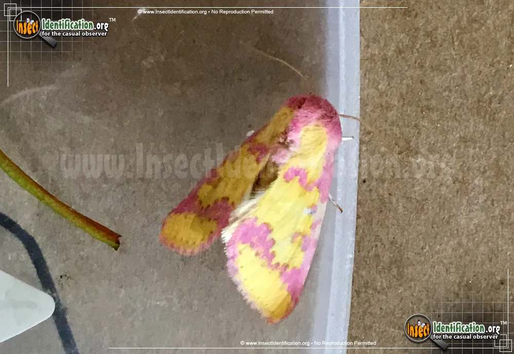 Owlet Moth - photo 3