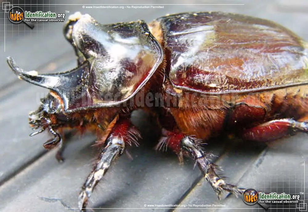 Ox Beetle - Strategus anteus