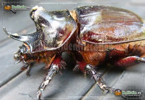 Ox Beetle - photo 2