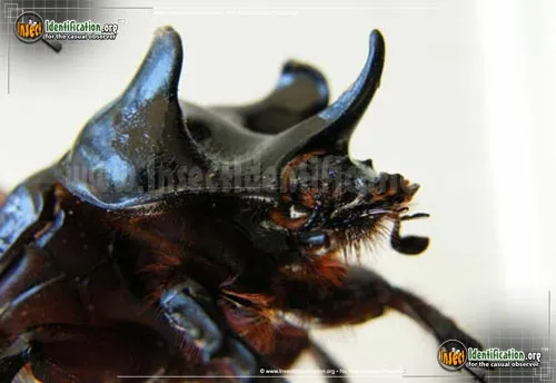 Ox Beetle - photo 4