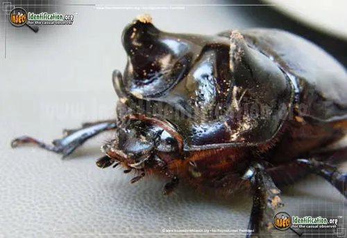 Ox Beetle - photo 6