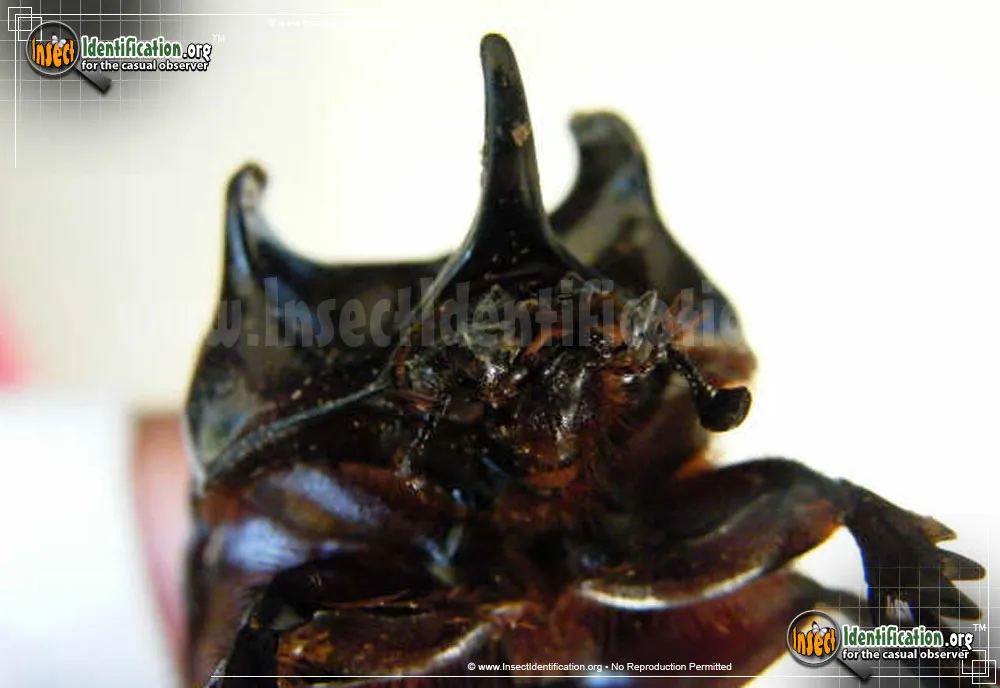 Ox Beetle - photo 7
