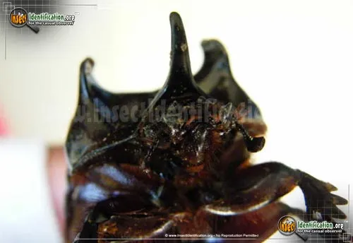 Ox Beetle - photo 8