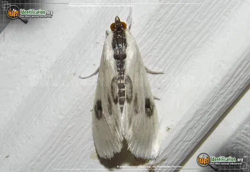 Oystershell Metrea Moth - photo 2