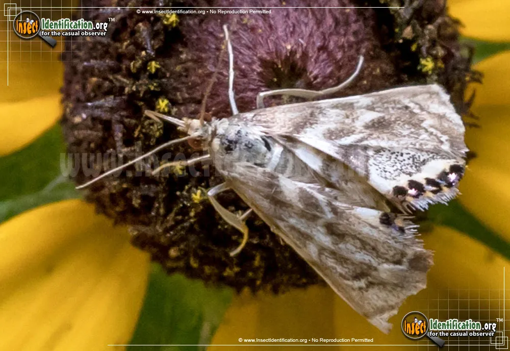 Ozark Petrophila Moth
