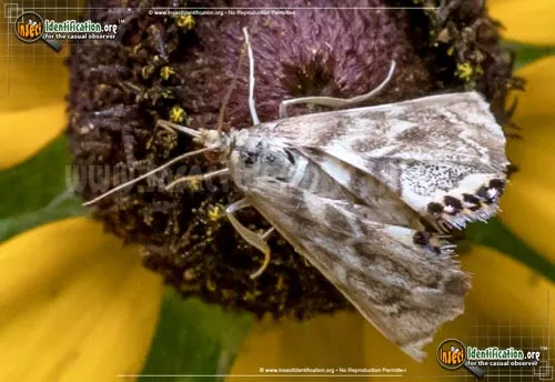 Ozark Petrophila Moth - photo 2