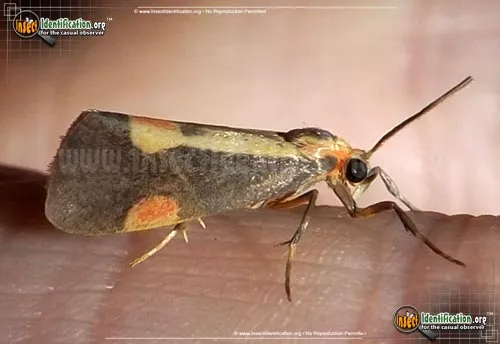 Packard's Lichen Moth - photo 2
