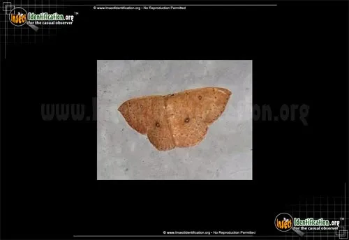 Packard's Wave Moth - photo 2