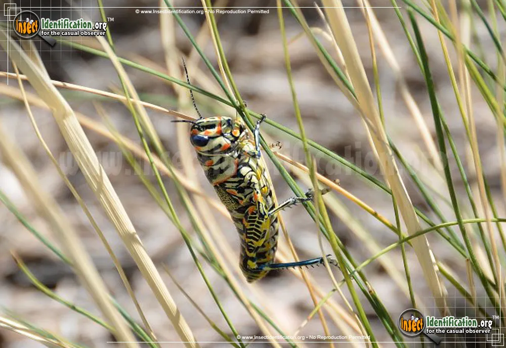 Painted Grasshopper - Dactylotum bicolor