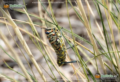 Painted Grasshopper - photo 2