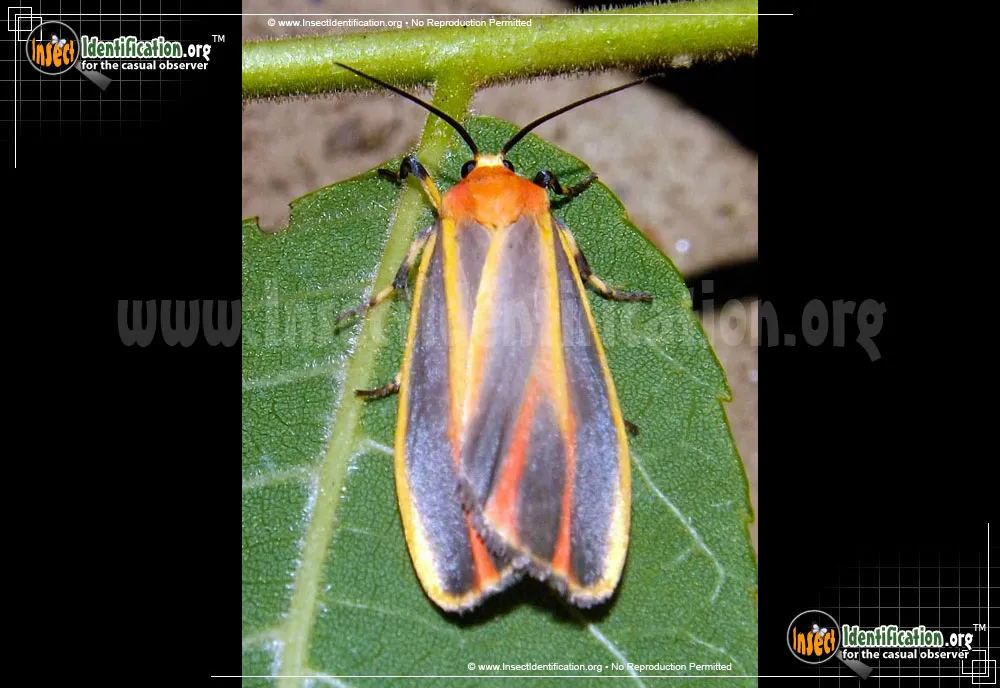 Painted Lichen Moth - Hypoprepia fucosa