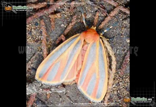 Painted Lichen Moth - photo 4