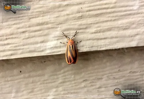 Painted Lichen Moth - photo 6