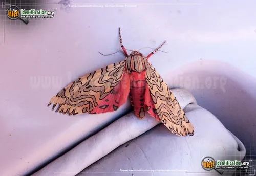 Painted Tiger Moth - photo 2