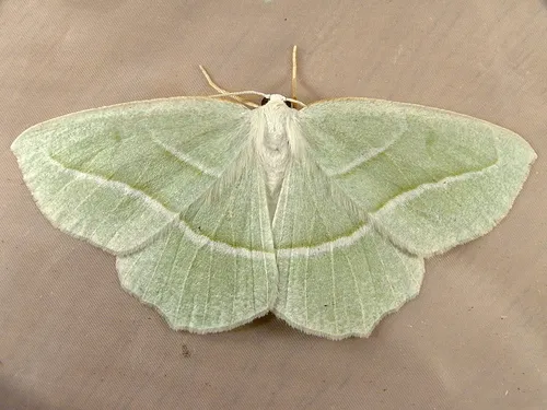 Pale Beauty