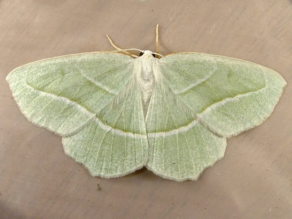 Pale Beauty - photo 2