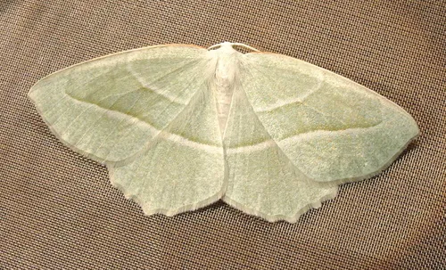 Pale Beauty - photo 5