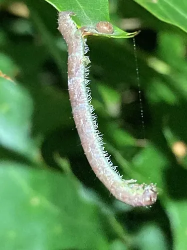 Pale Beauty - photo 7