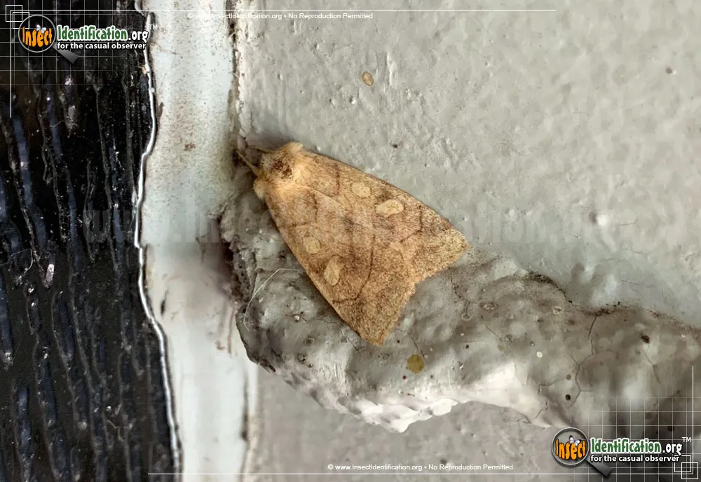 Pale Enargia Moth