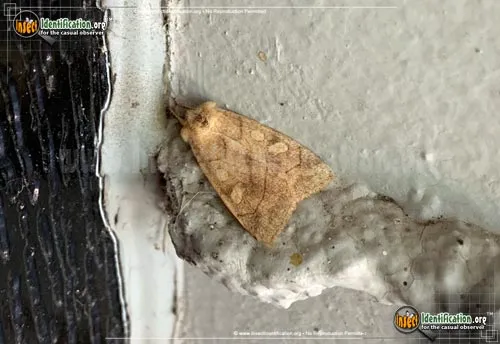 Pale Enargia Moth - photo 2