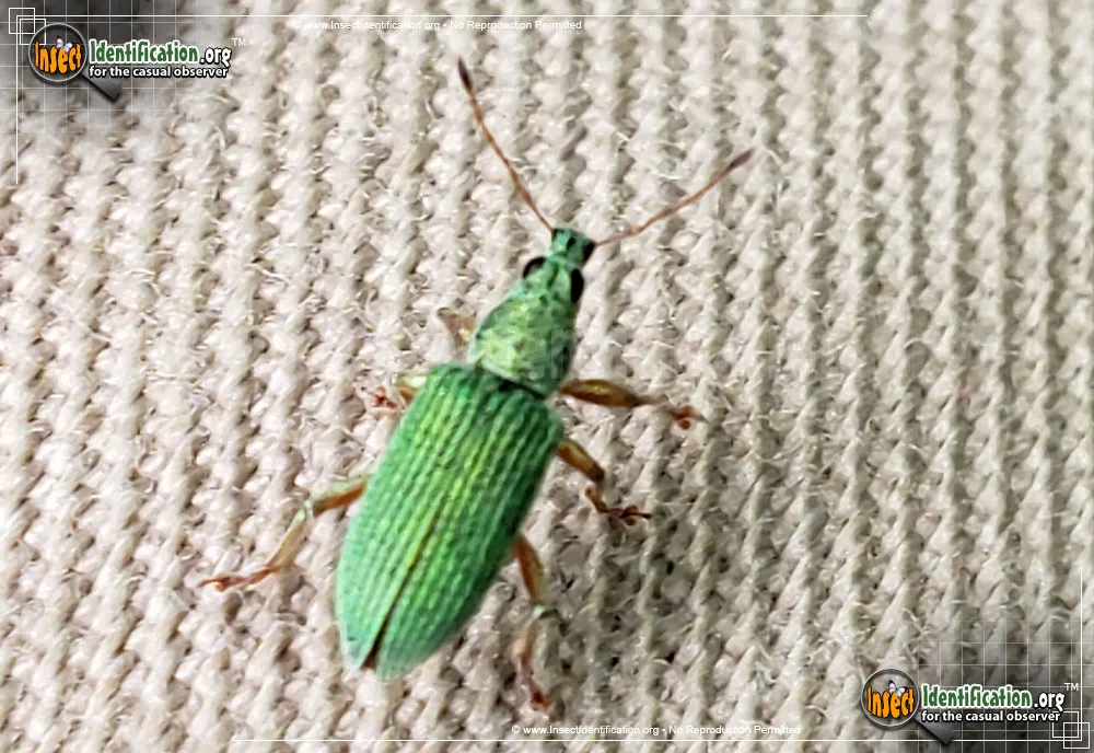 Pale Green Weevil