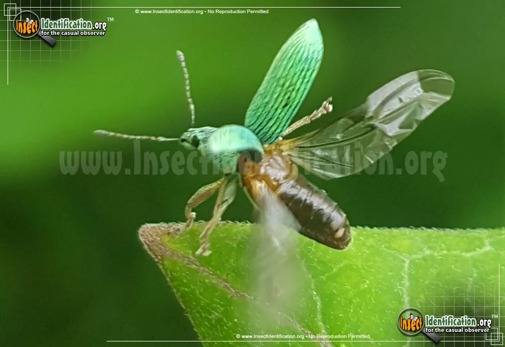 Pale Green Weevil - photo 3