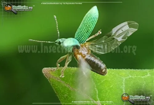 Pale Green Weevil - photo 4