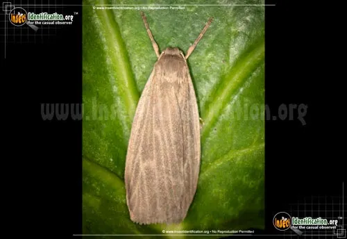 Pale Lichen Moth - photo 2