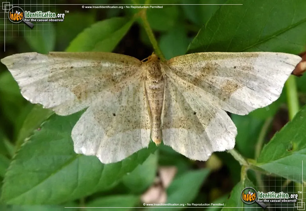 Pale Metarranthis