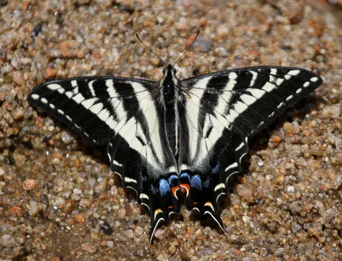 Pale Tiger Swallowtail Butterfly