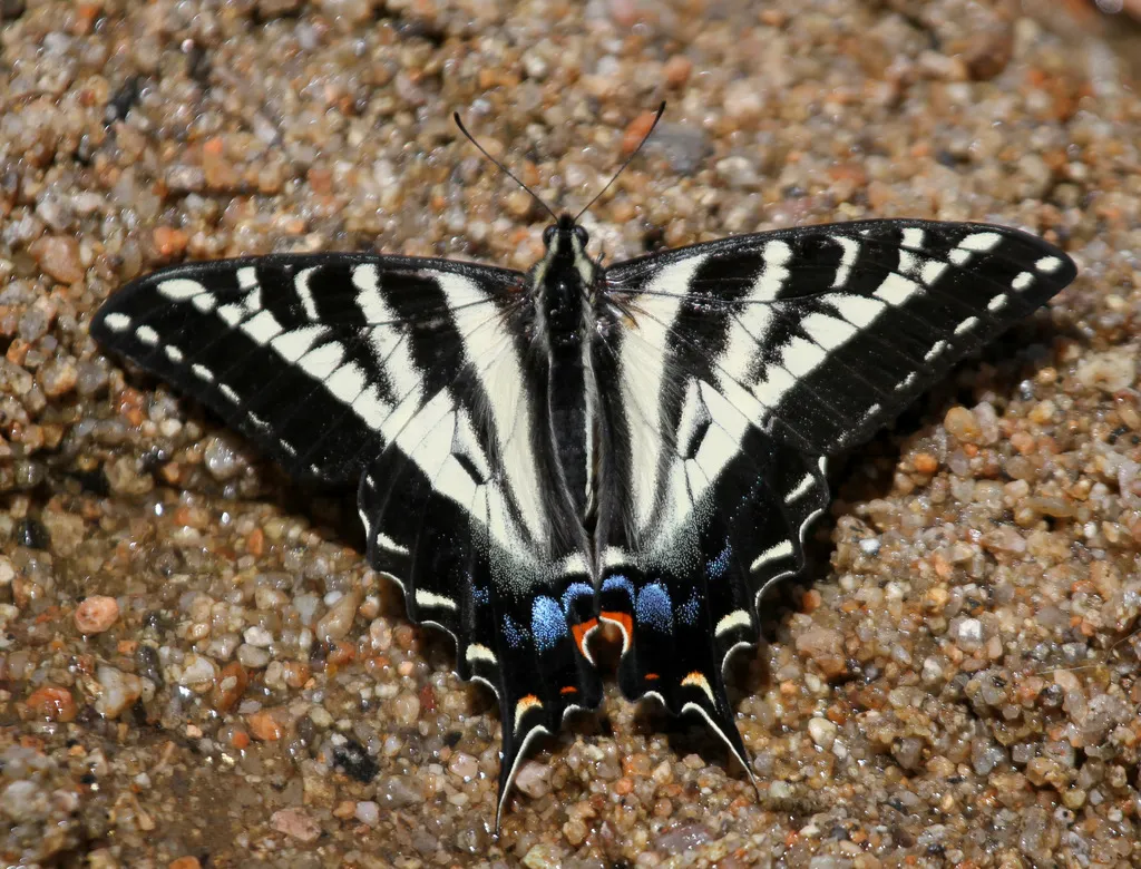 Pale Tiger Swallowtail Butterfly - photo 2