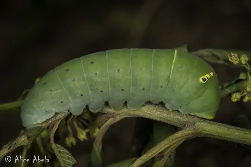 Pale Tiger Swallowtail Butterfly - photo 3