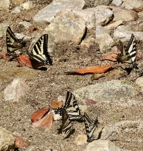Pale Tiger Swallowtail Butterfly - photo 4