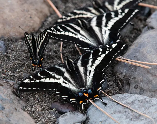 Pale Tiger Swallowtail Butterfly - photo 8