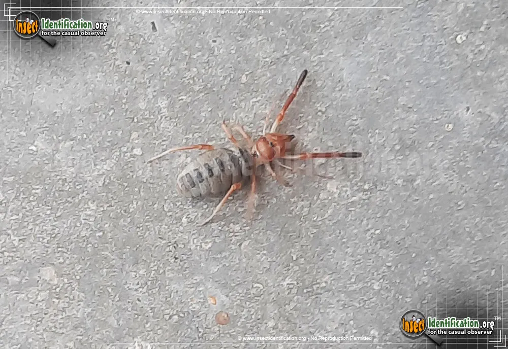 Pale Windscorpion