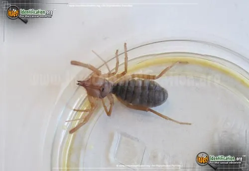 Pale Windscorpion - photo 4
