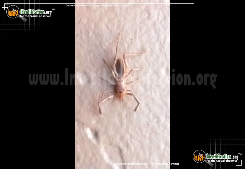 Pale Windscorpion - photo 5
